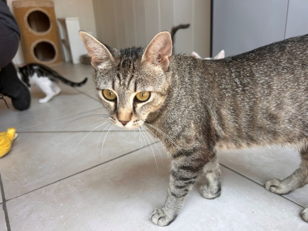 Abby - Chat Européen à adopter - photo 3