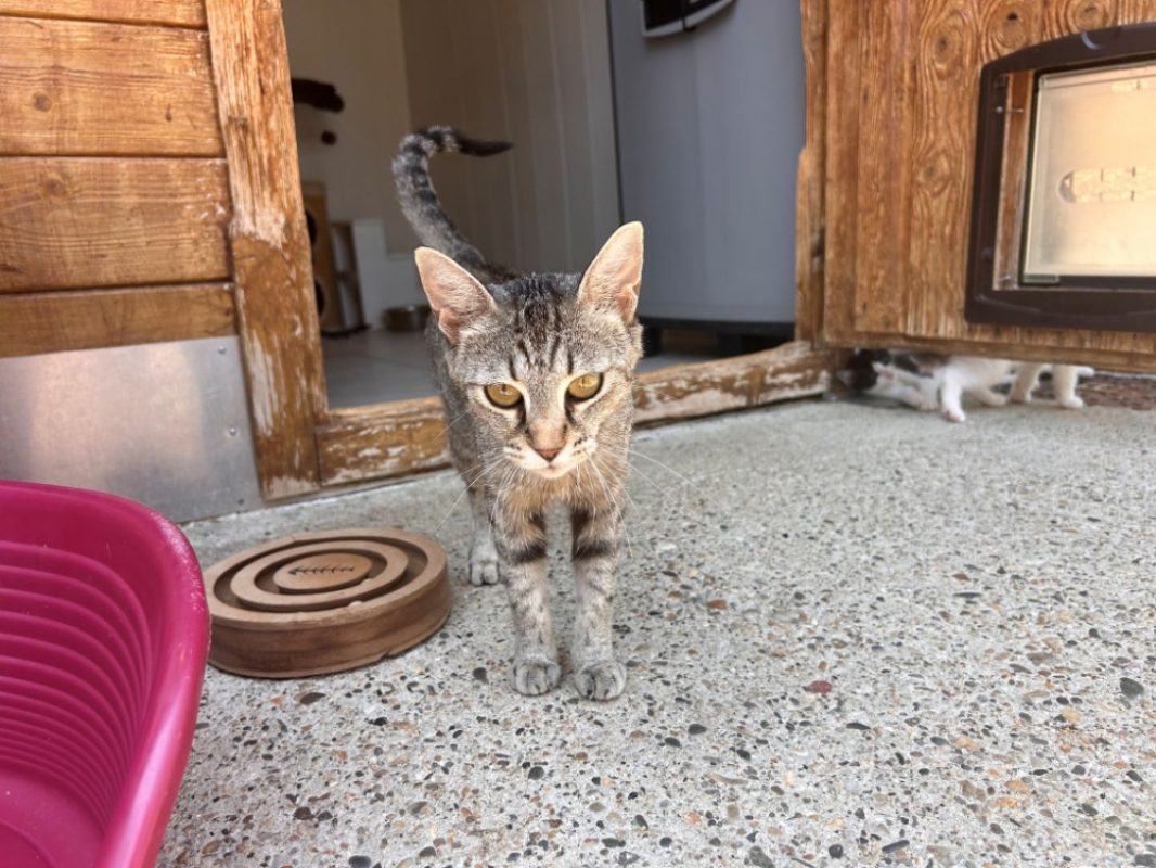 Abby - Chat Européen à adopter - photo 4