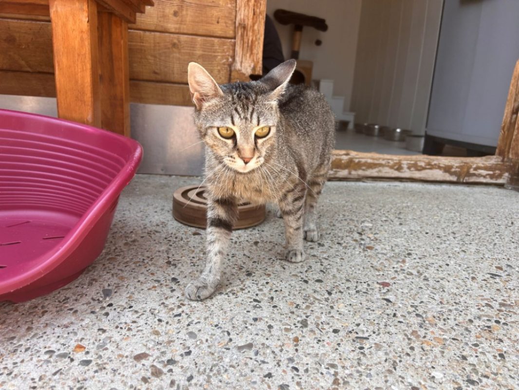 Abby - Chat Européen à adopter - photo 5