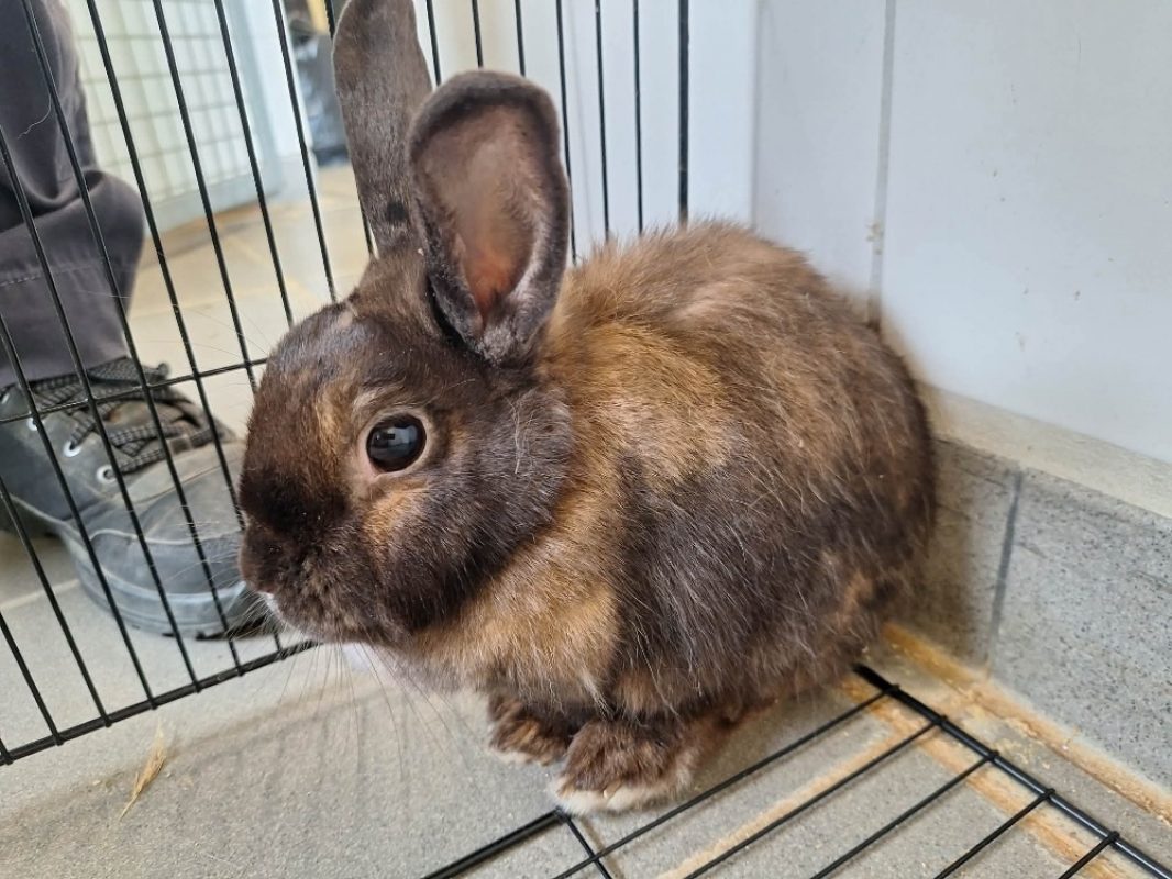 Coriandre - Rongeur Lapin à adopter