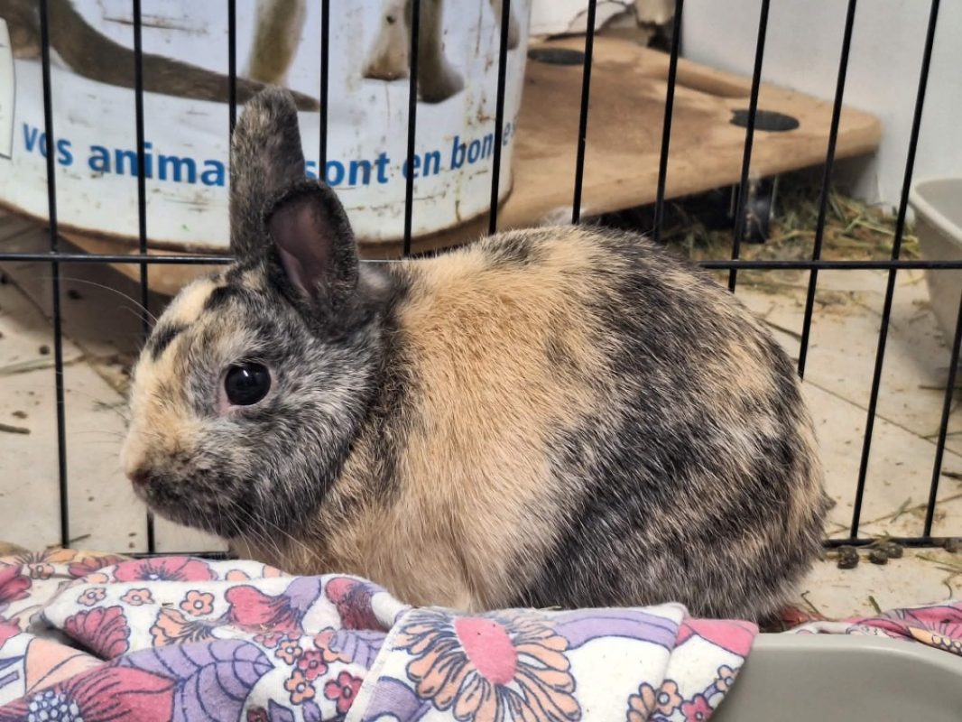 Persil - Rongeur Lapin à adopter