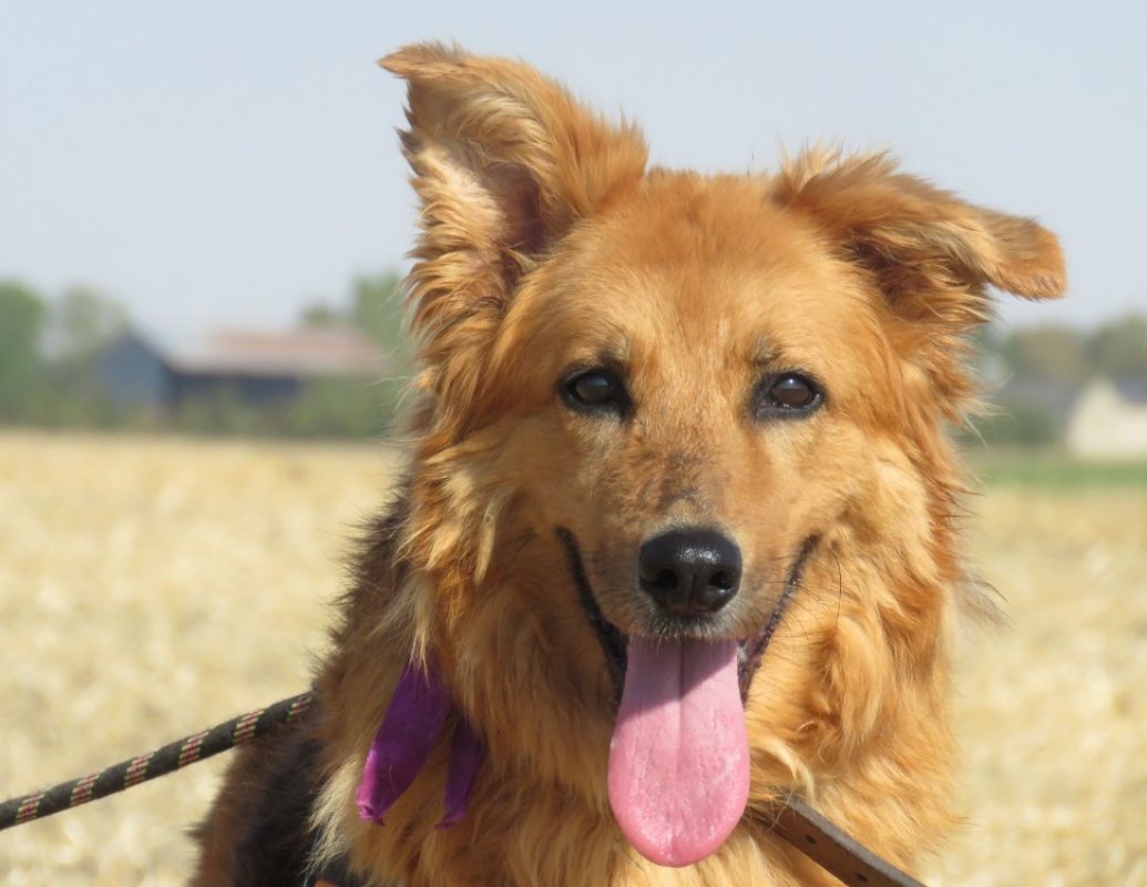 Diva - Chien à adopter
