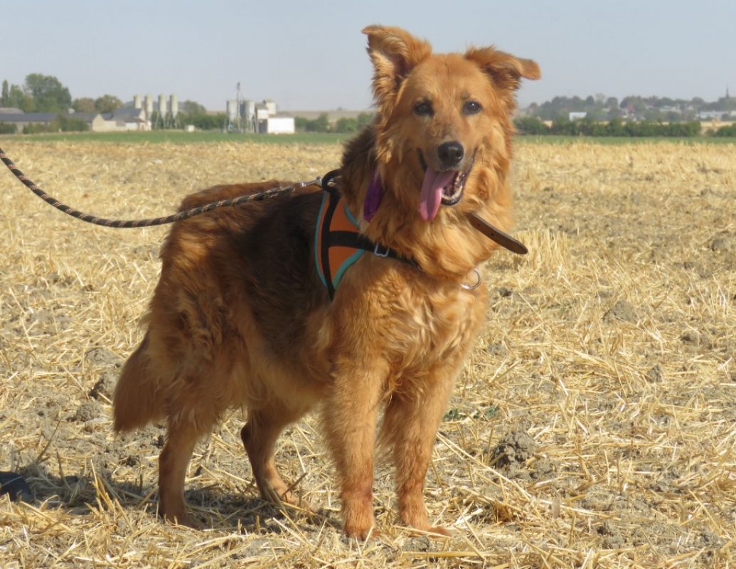 Diva - Chien à adopter - photo 2