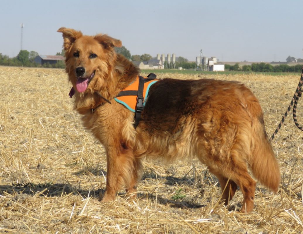 Diva - Chien à adopter - photo 3