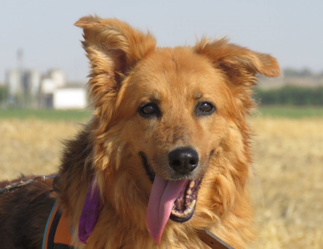 Diva - Chien à adopter - photo 4