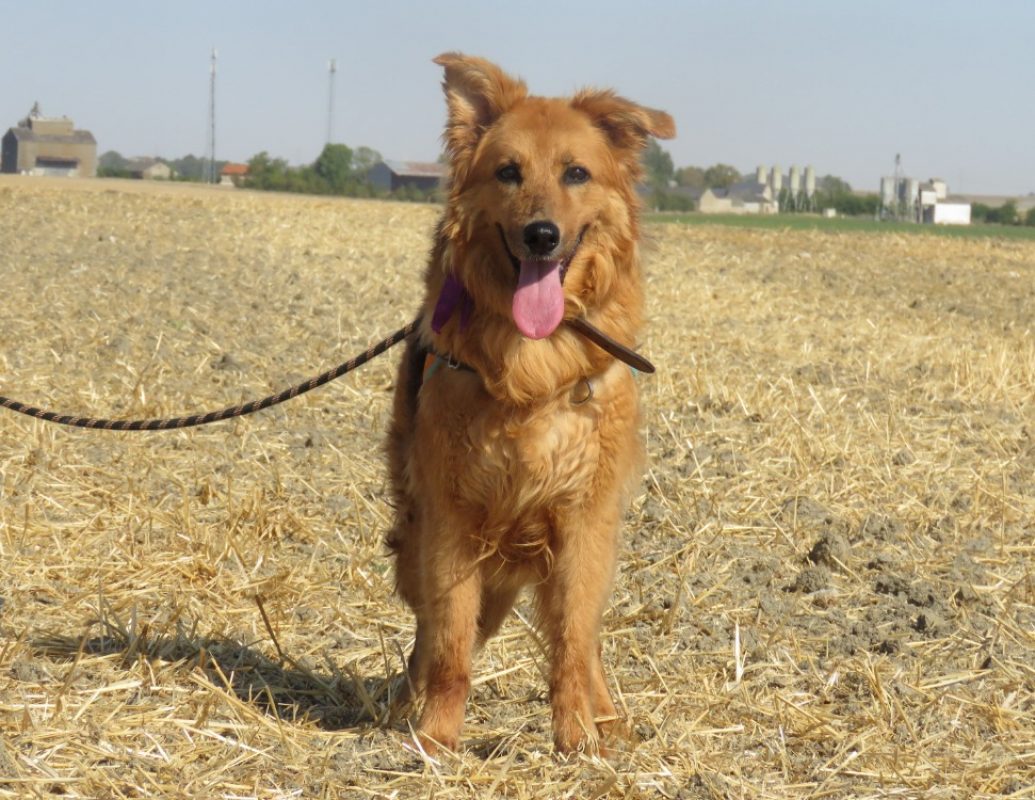 Diva - Chien à adopter - photo 5