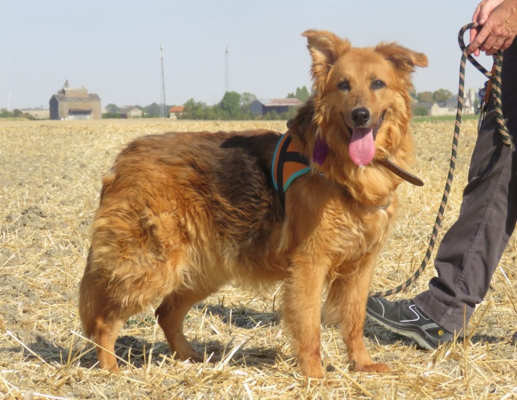 Diva - Chien à adopter - photo 6