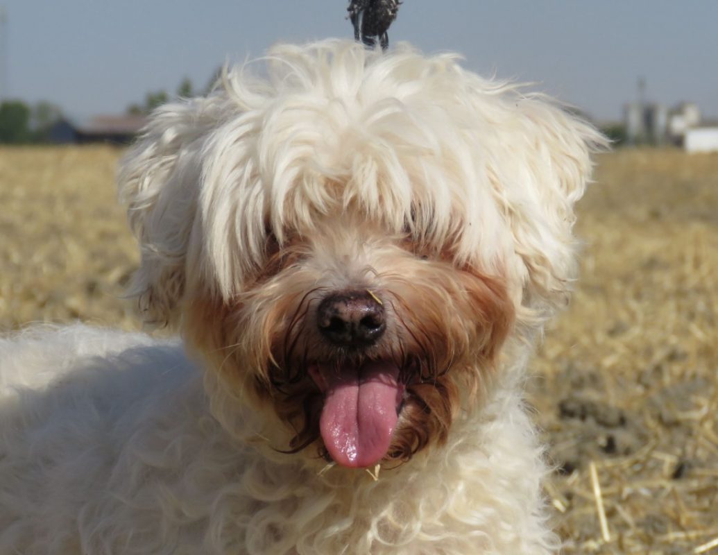 Ipso - Chien Bichon à poil frisé à adopter - photo 3