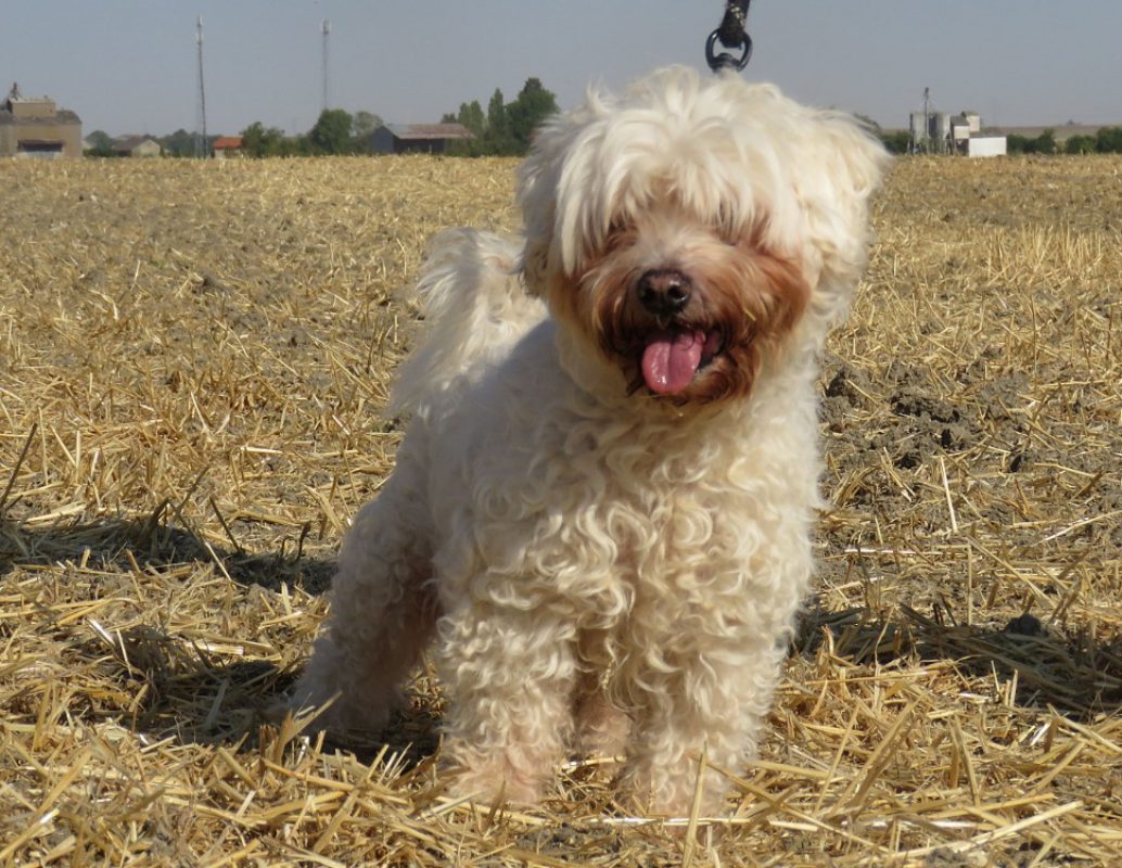 Ipso - Chien Bichon à poil frisé à adopter - photo 4
