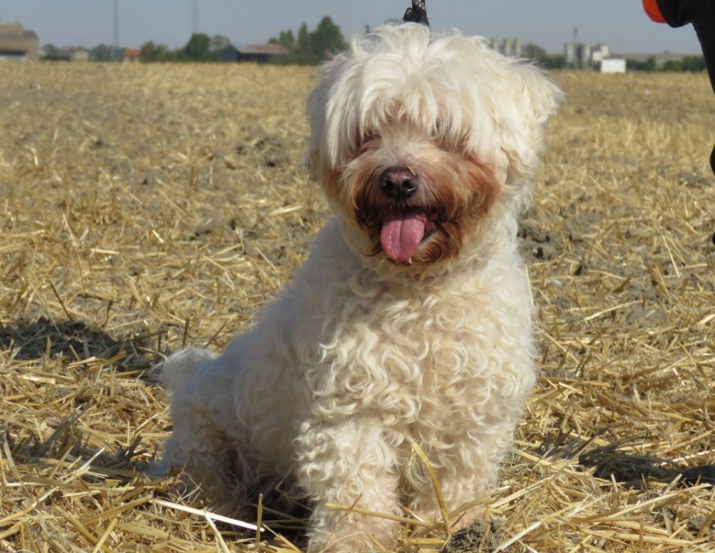 Ipso - Chien Bichon à poil frisé à adopter - photo 5