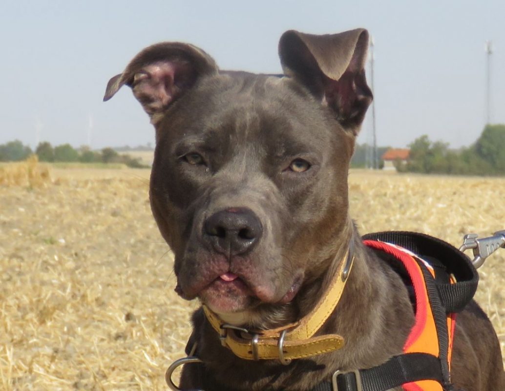 Valentin - Chien à adopter
