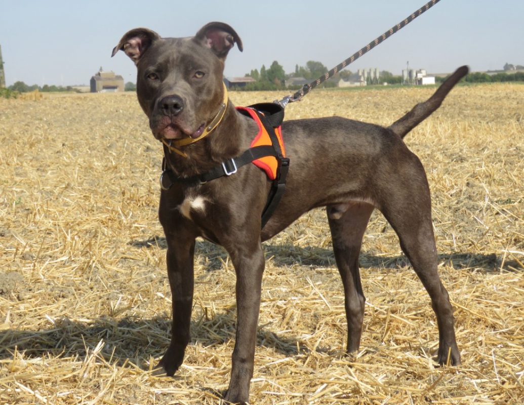 Valentin - Chien à adopter - photo 2