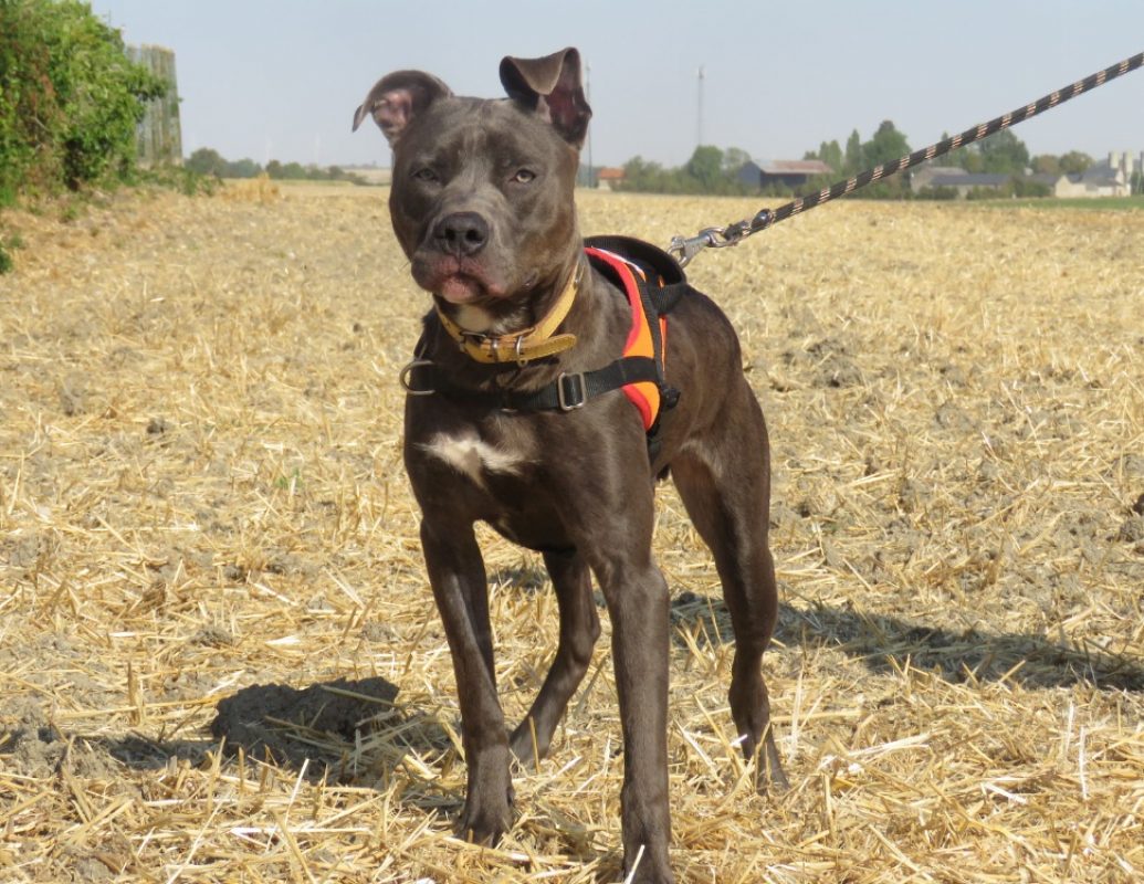 Valentin - Chien à adopter - photo 4