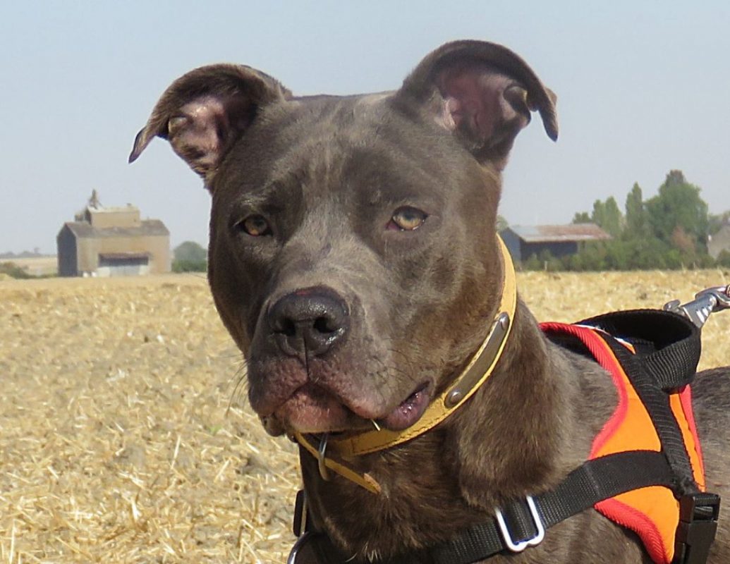 Valentin - Chien à adopter - photo 6