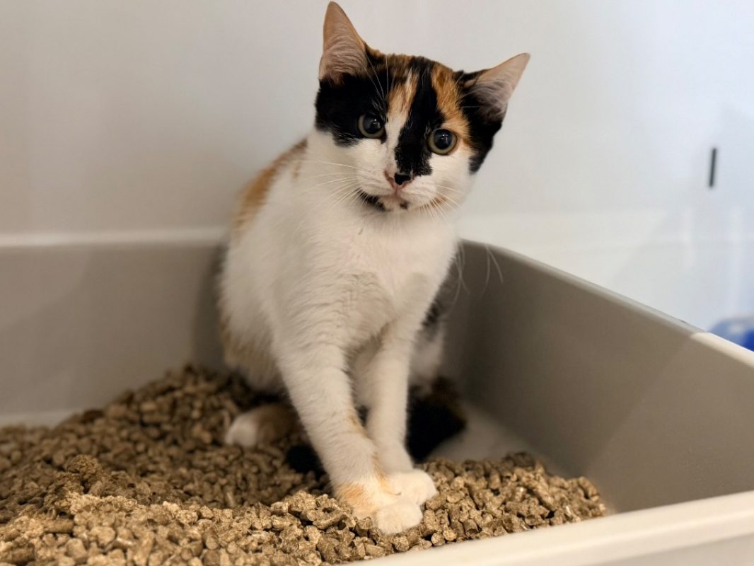Sparrow - Chat Européen à adopter