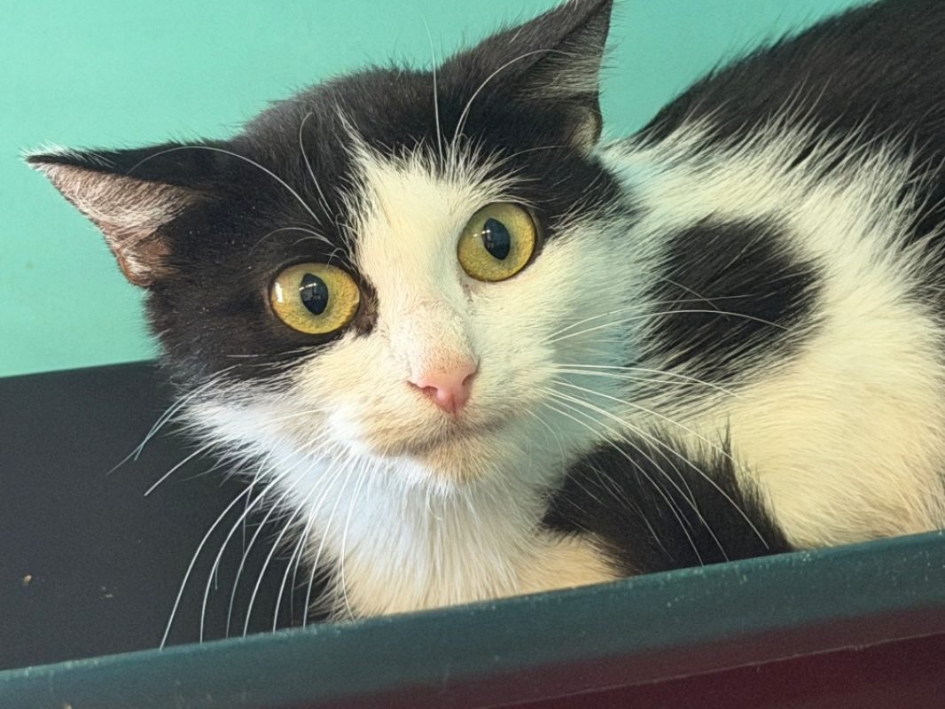Maya - Chat Européen à adopter