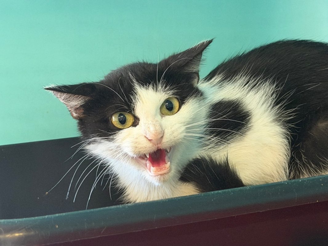 Maya - Chat Européen à adopter - photo 3