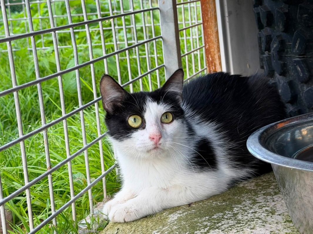 Maya en sos - Chat Européen à adopter