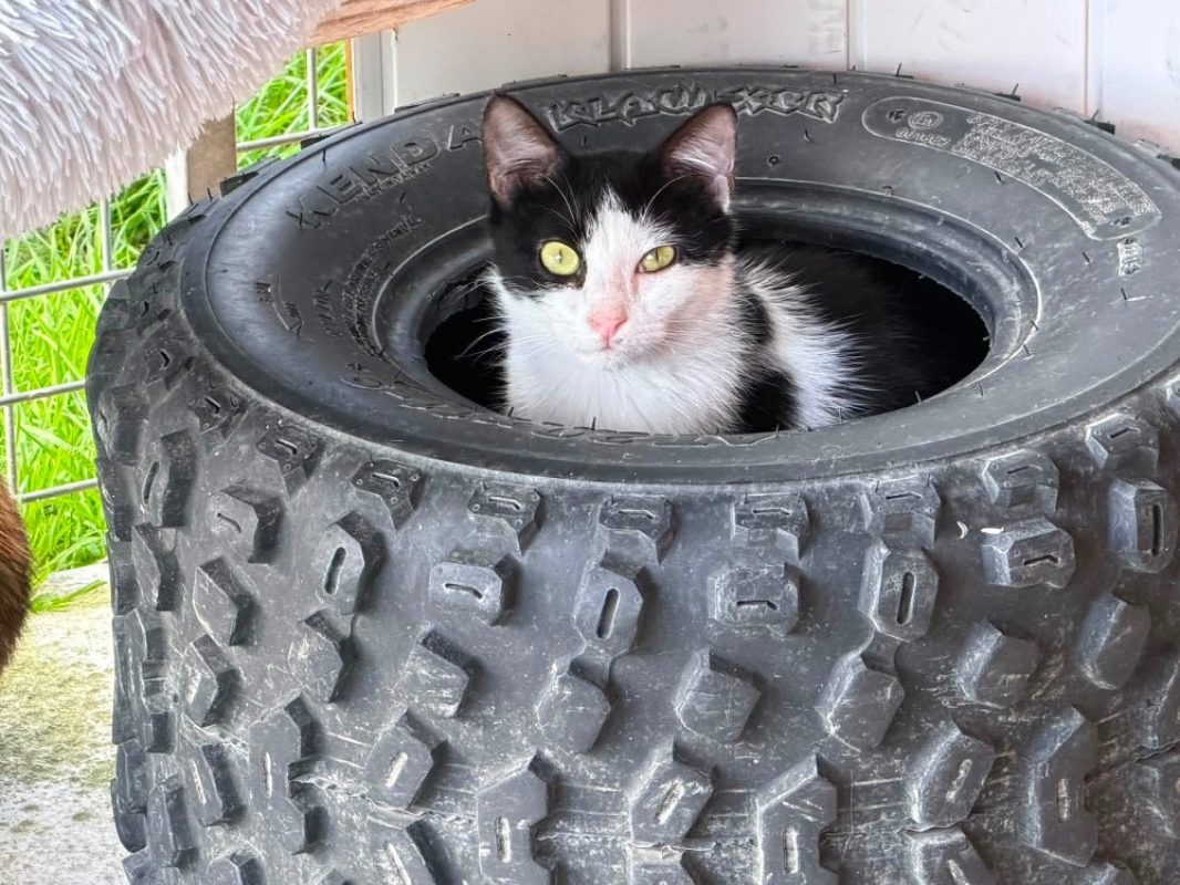 Maya en sos - Chat Européen à adopter - photo 2