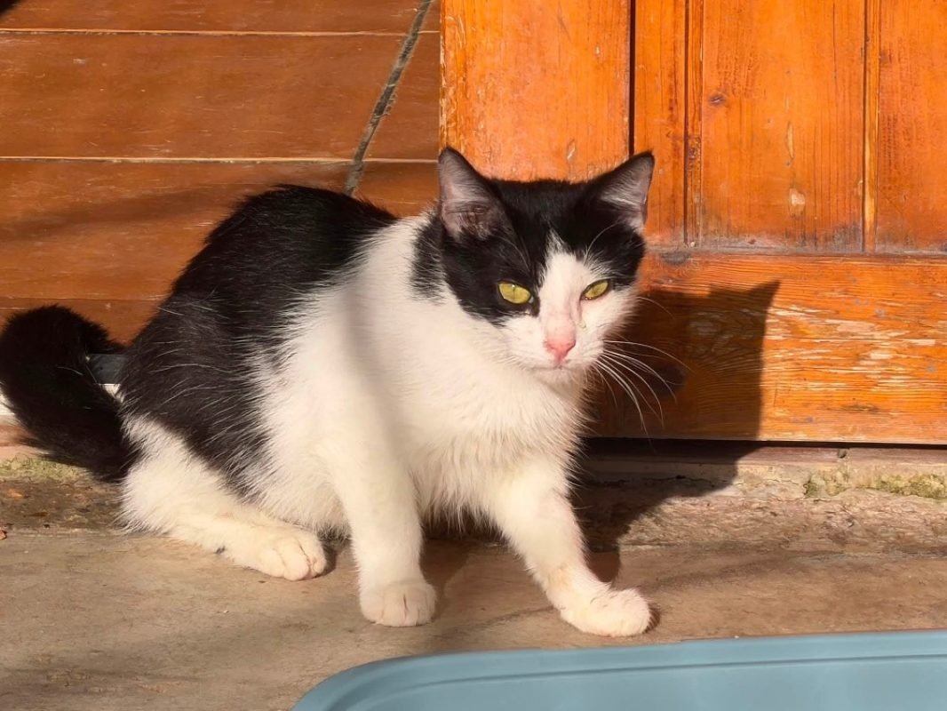 Maya en sos - Chat Européen à adopter - photo 3