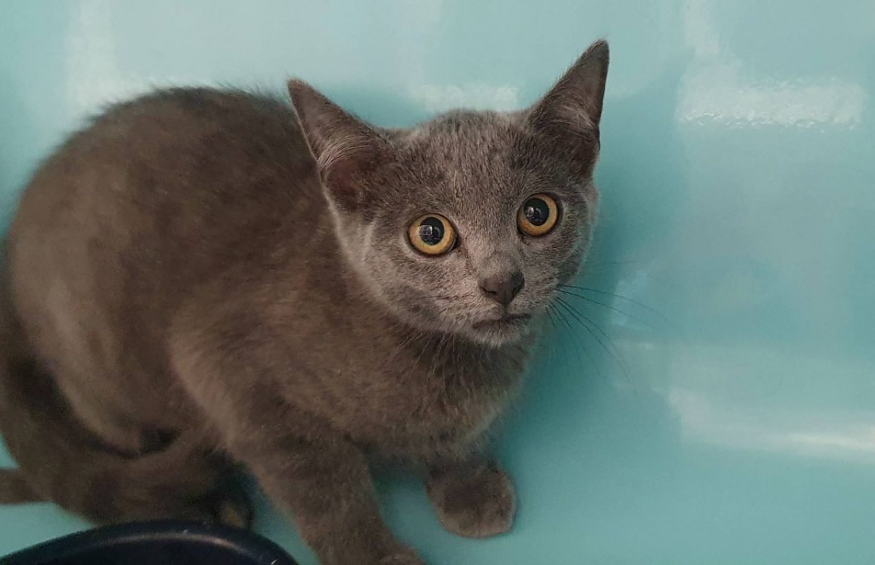 Kimberley - Chat Européen à adopter