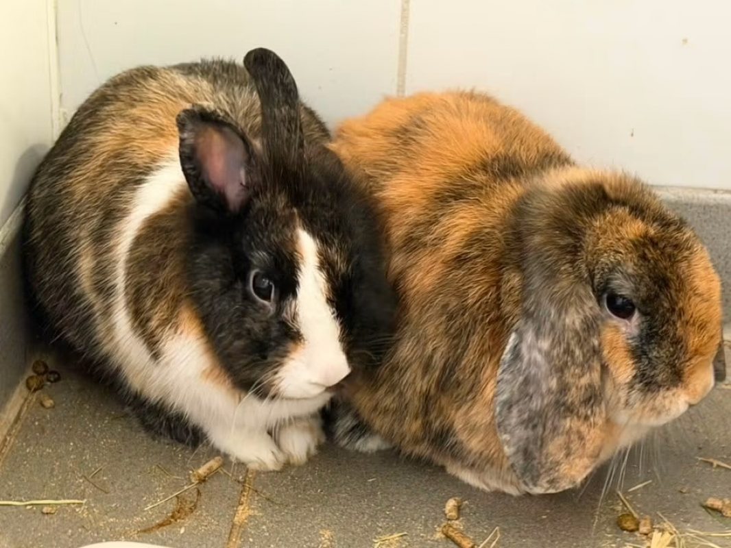 Cookies - Rongeur Lapin à adopter