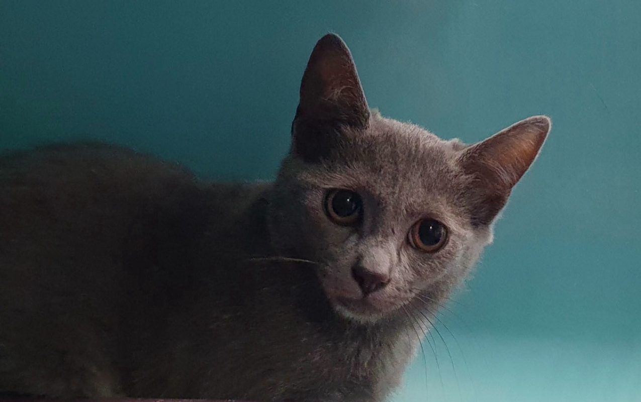 Kelly - Chat Européen à adopter