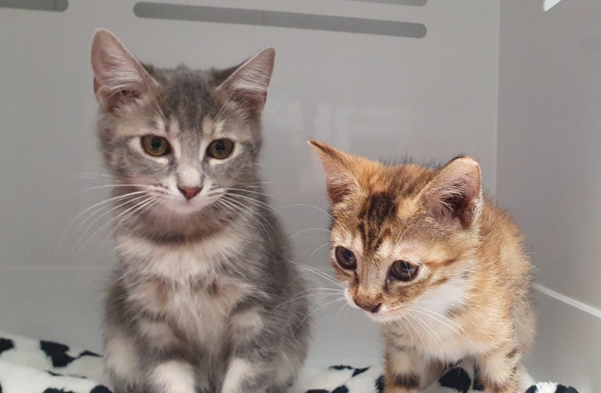 Pitchounette - Chat Européen à adopter