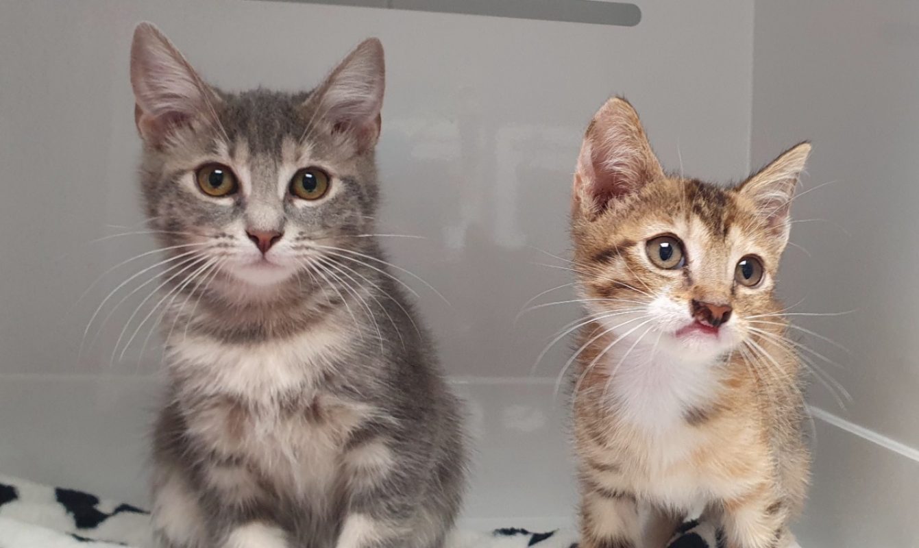 Pitchounette - Chat Européen à adopter - photo 2