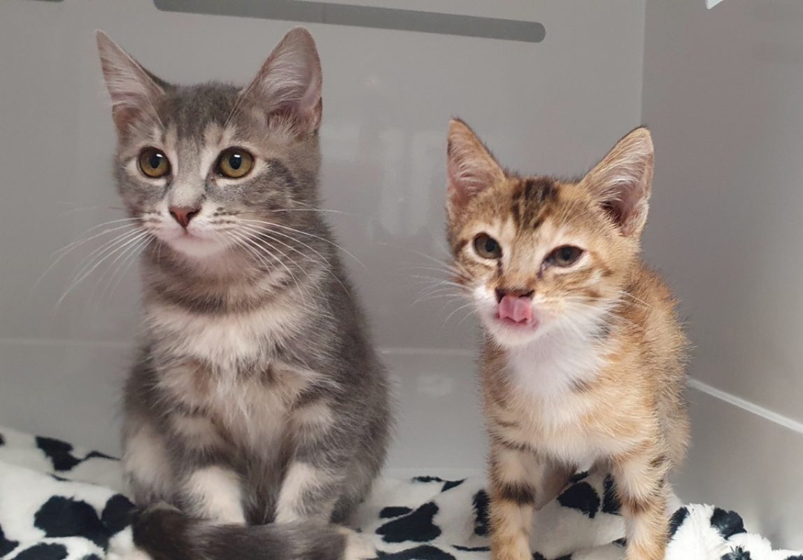 Pitchounette - Chat Européen à adopter - photo 3