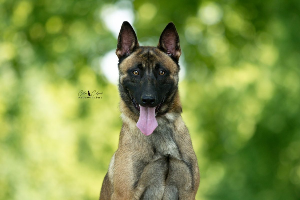Pesto - Chien Berger Belge Malinois à adopter