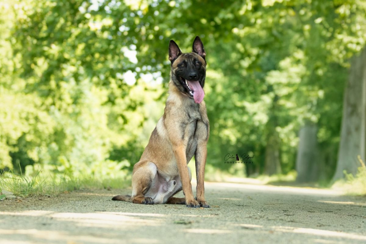 Pesto - Chien Berger Belge Malinois à adopter - photo 2
