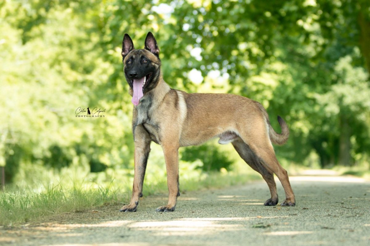 Pesto - Chien Berger Belge Malinois à adopter - photo 3