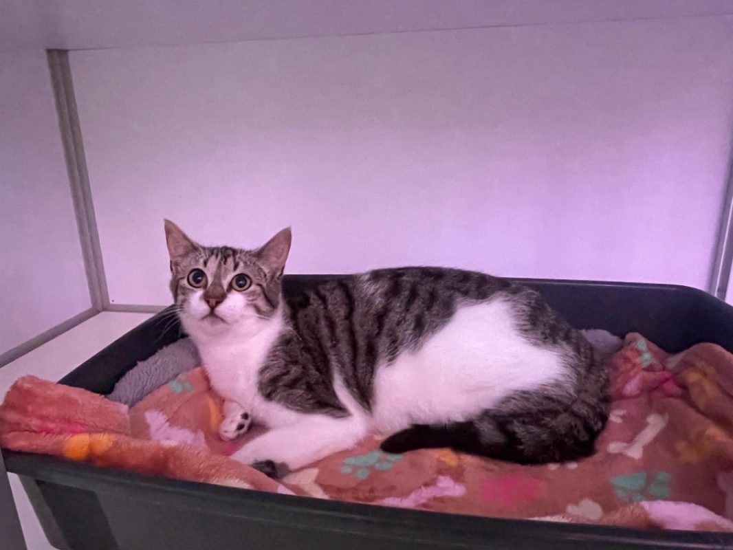 Yelle - Chat Européen à adopter