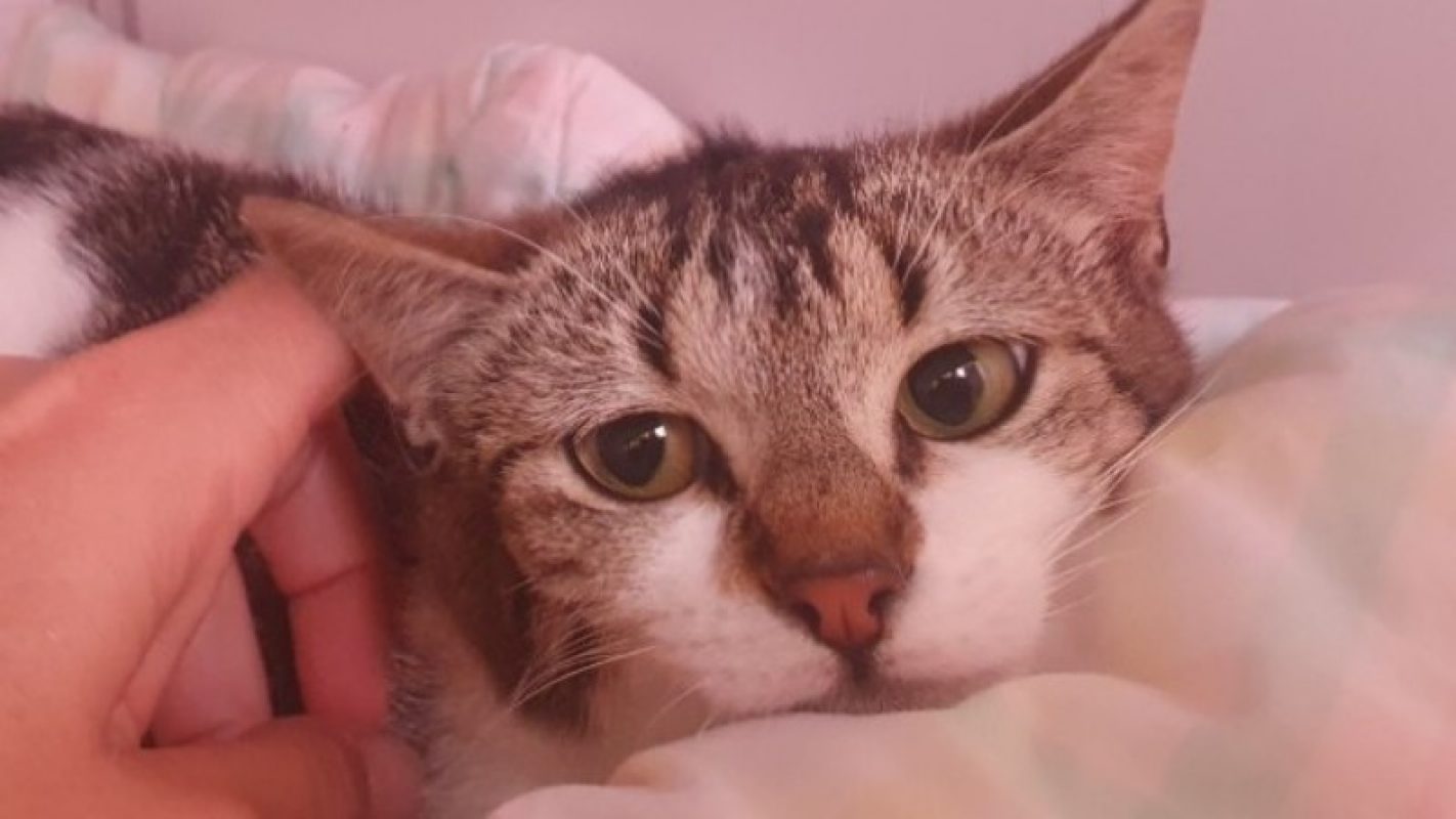 Yelle - Chat Européen à adopter - photo 2