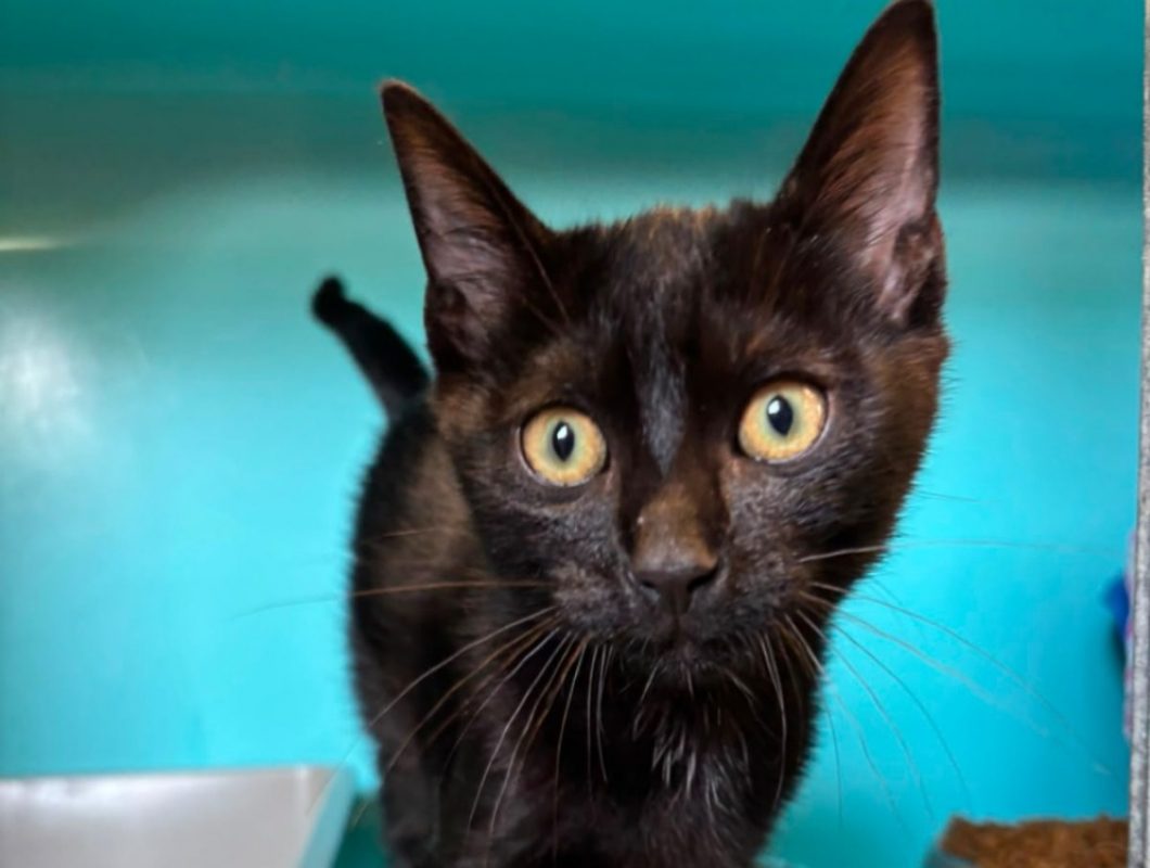Bimorph - Chat Européen à adopter
