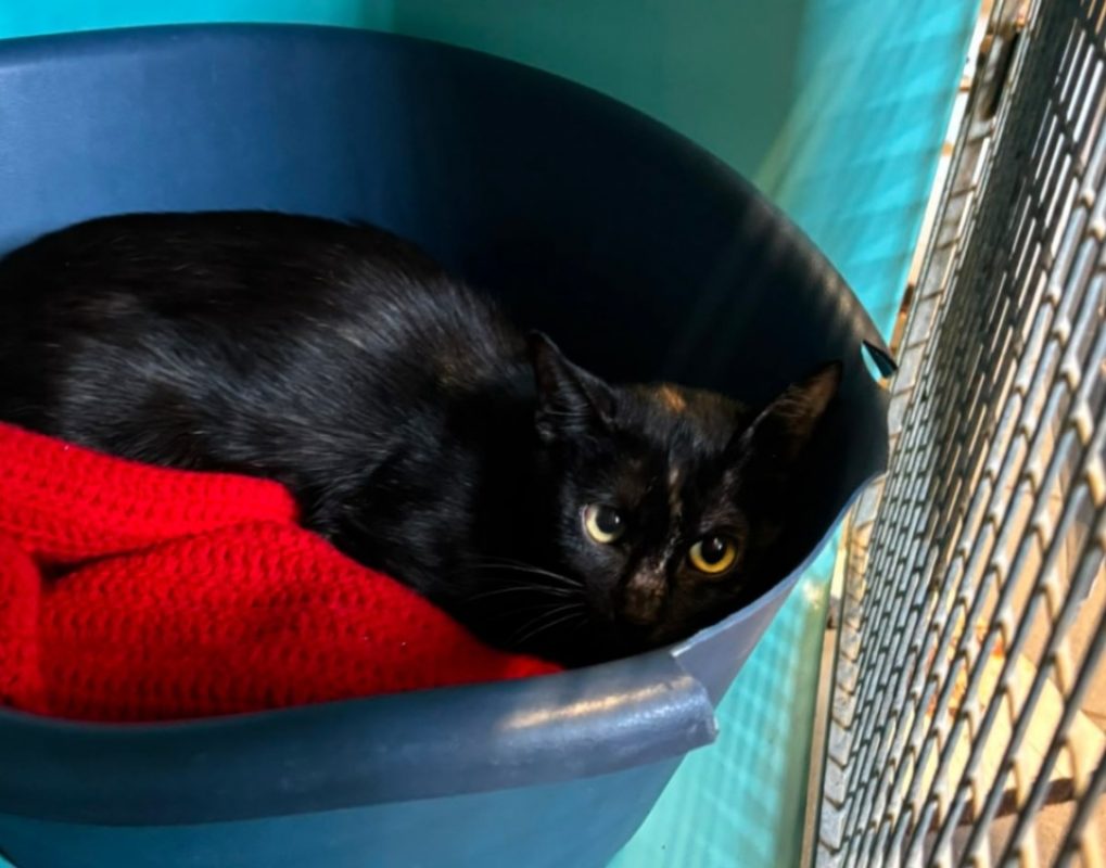 Miaou - Chat Européen à adopter