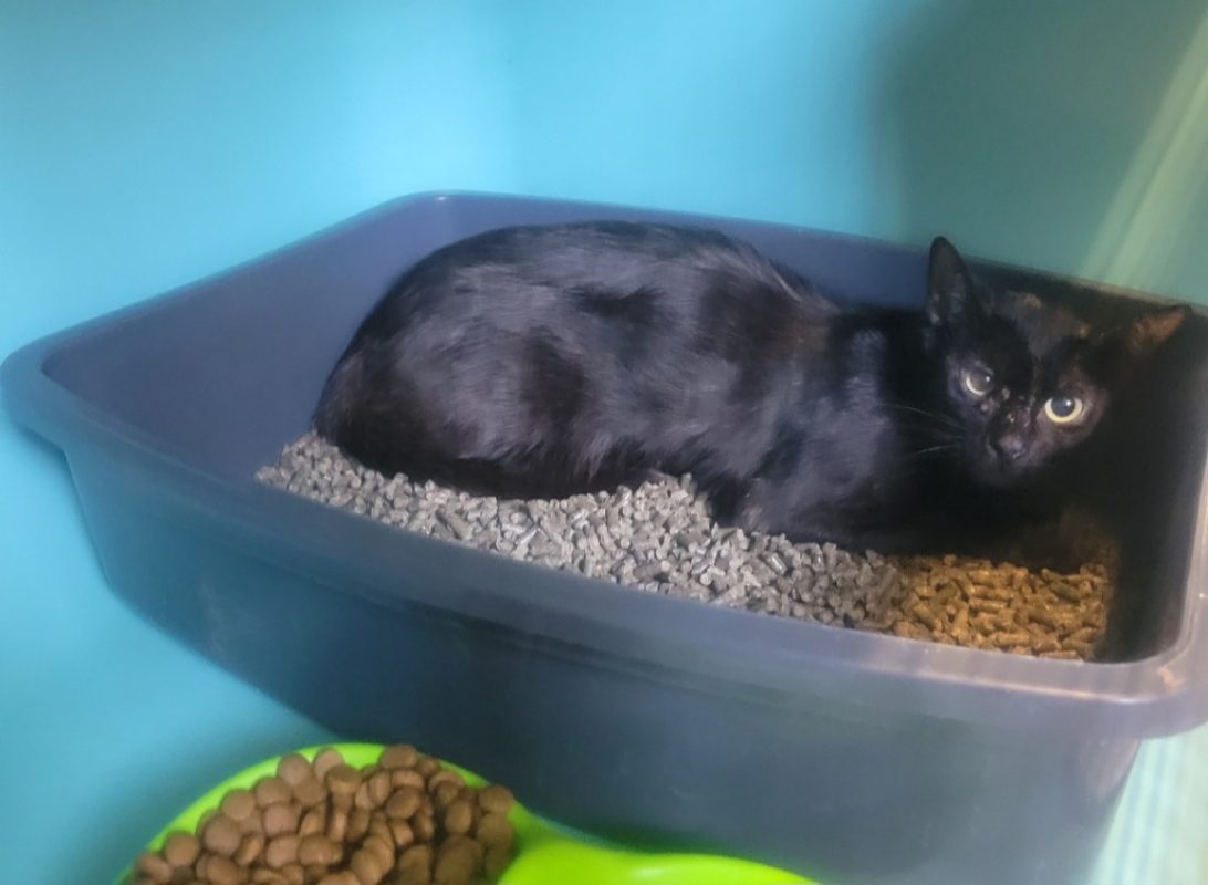 Miaou - Chat Européen à adopter - photo 2