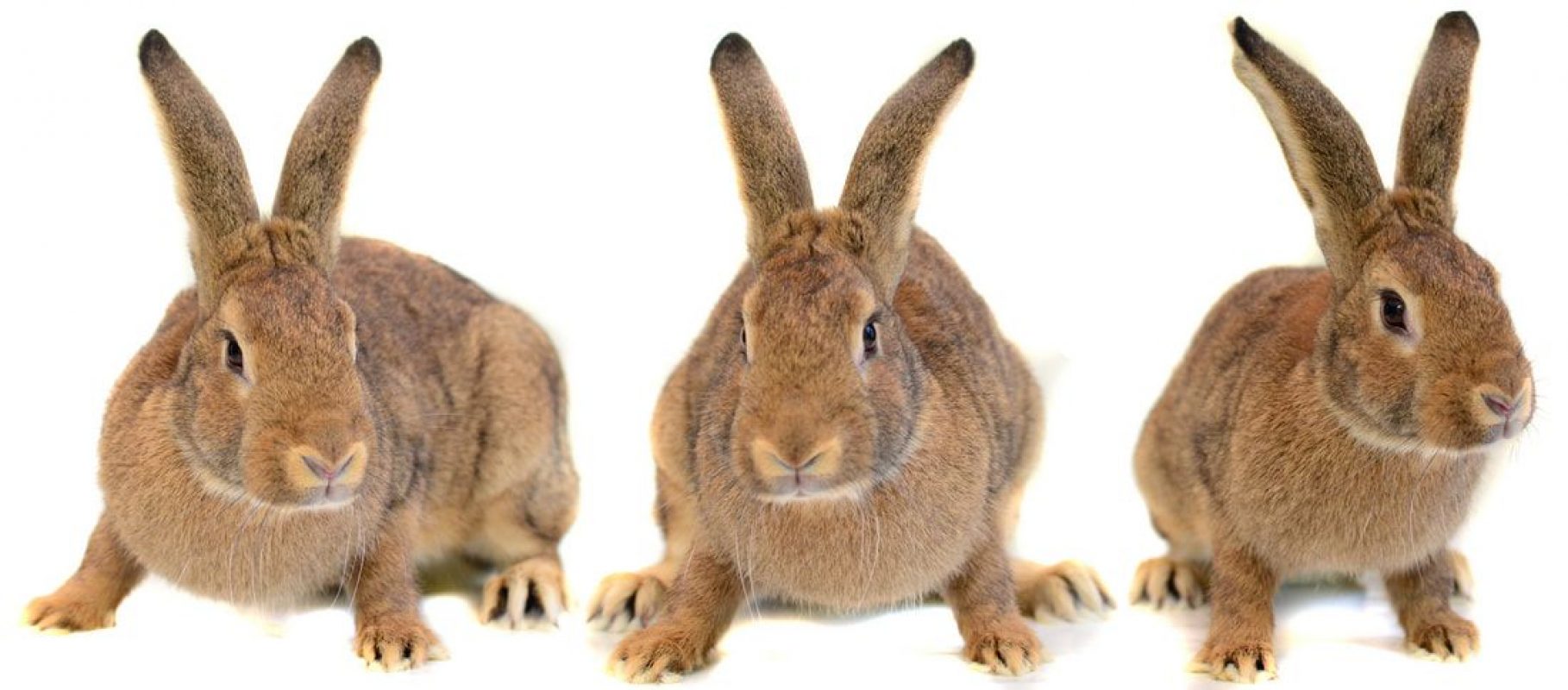 Kala - Rongeur Lapin à adopter