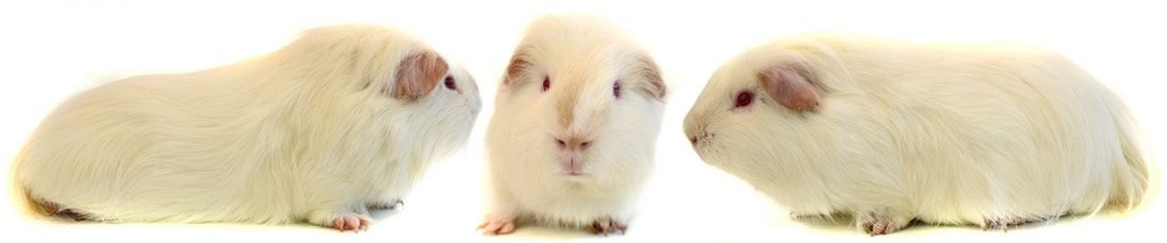 Blanco - Rongeur Cobaye à adopter