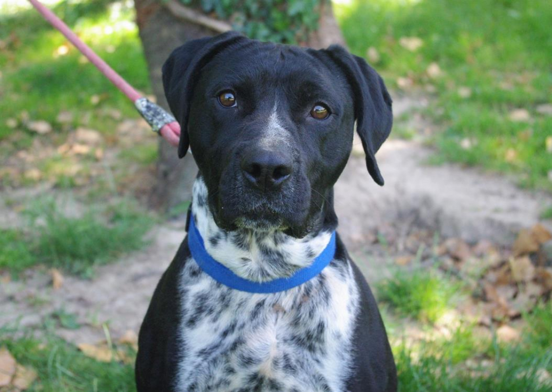 Photo #1 de Cassegrain