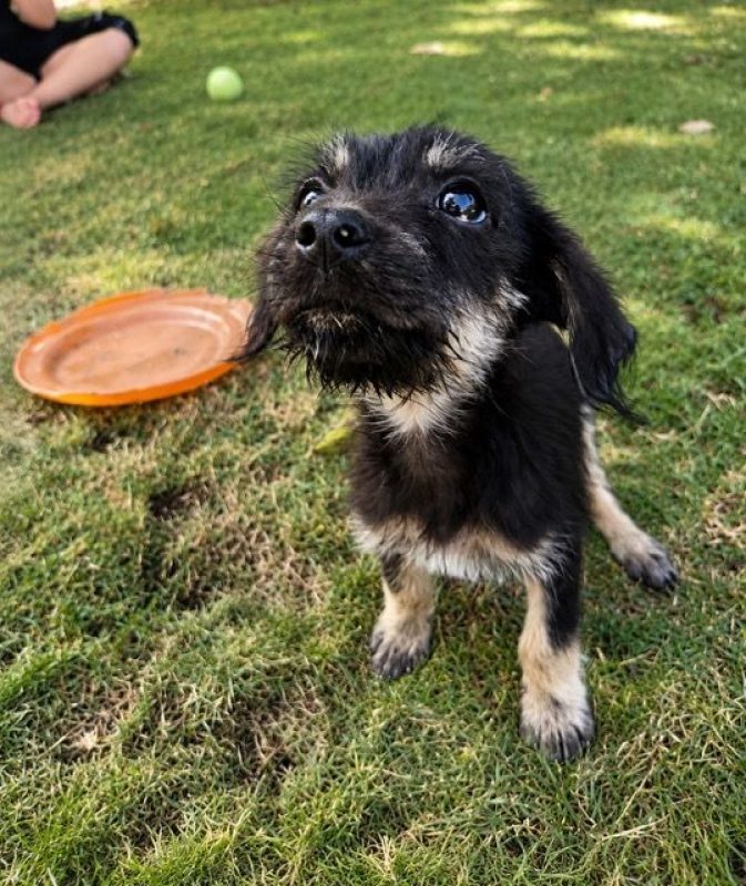 KAWAI - Chien à adopter - photo 5