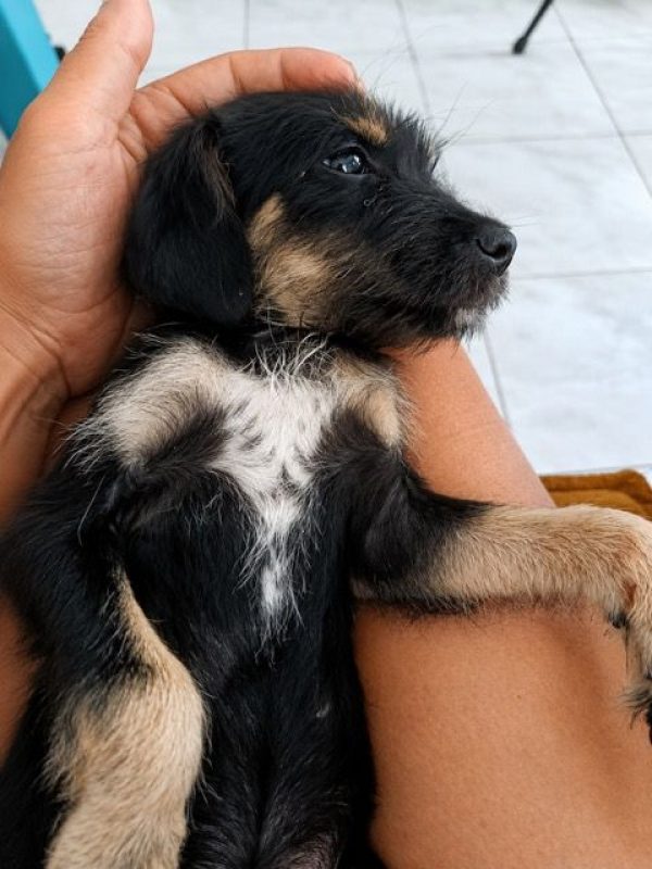 KAWAI - Chien à adopter - photo 2