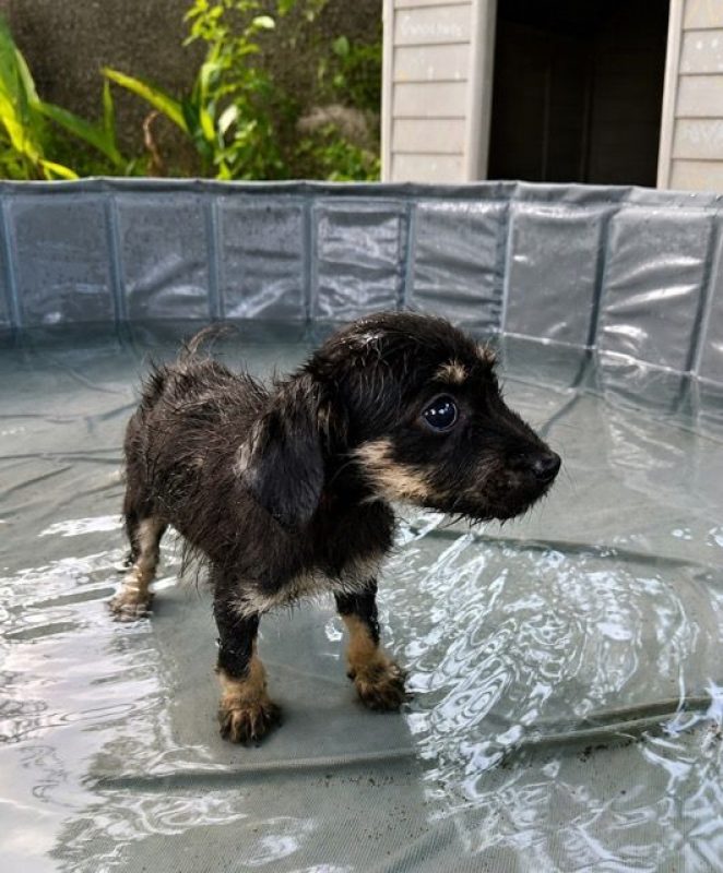 KAWAI - Chien à adopter - photo 4