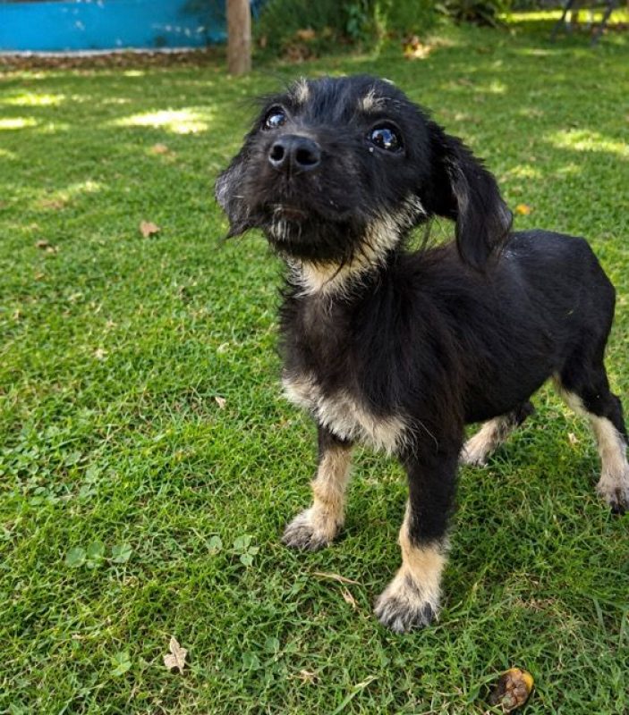 KAWAI - Chien à adopter - photo 2