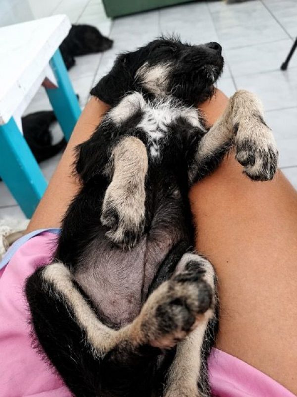 KAWAI - Chien à adopter - photo 4