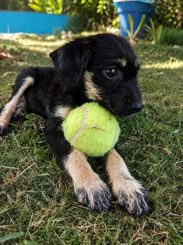 KAWAI - Chien à adopter