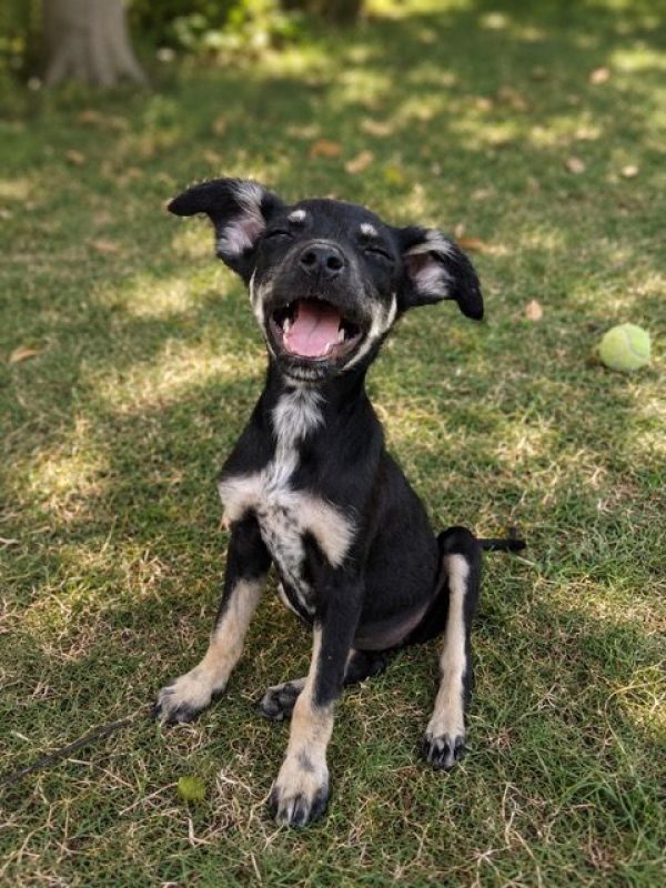 OHANA - Chien à adopter - photo 4