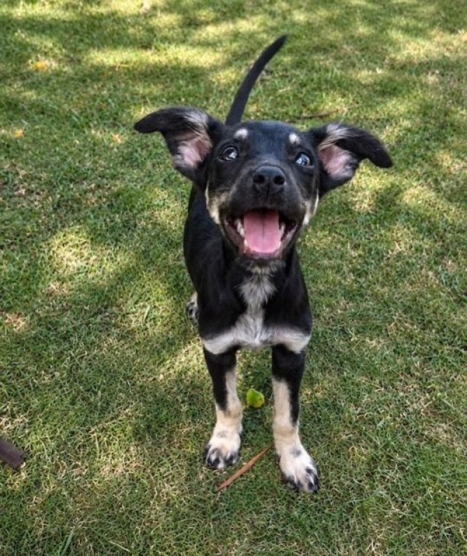 OHANA - Chien à adopter