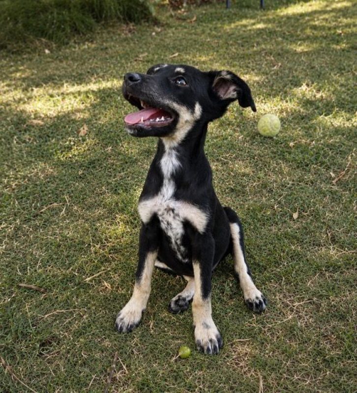 OHANA - Chien à adopter - photo 2